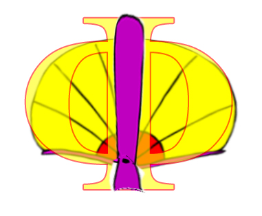 fan shape