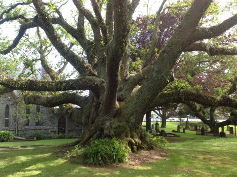 massively branching tree outside an old stone church